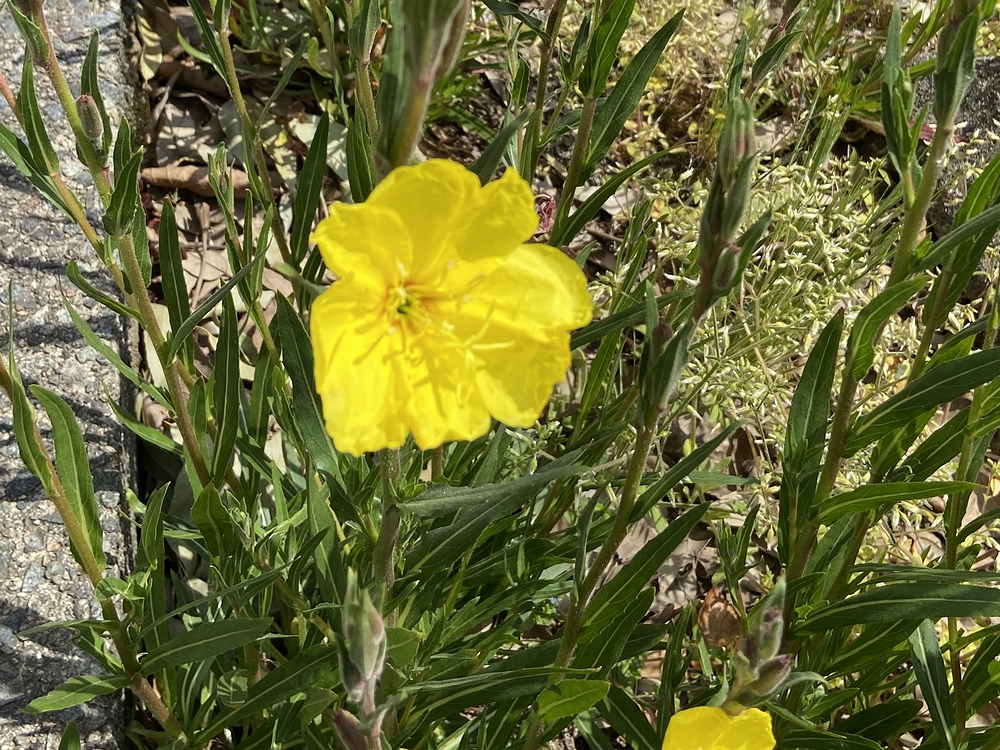 お米の松本の花壇